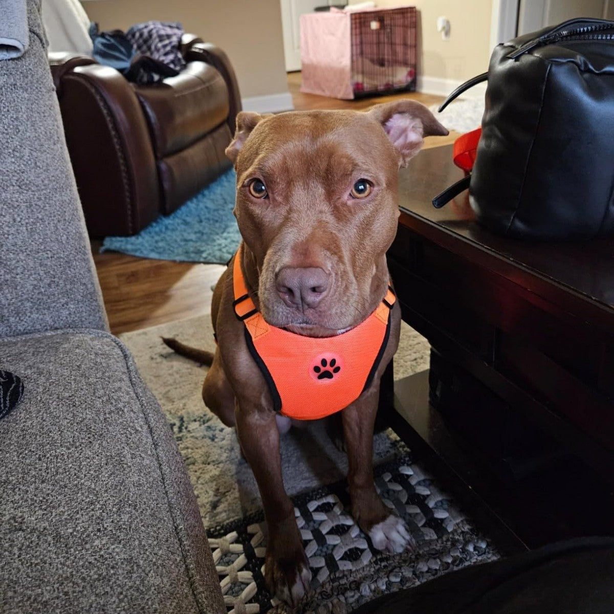 Reflective Dog Harness Leash & Vest