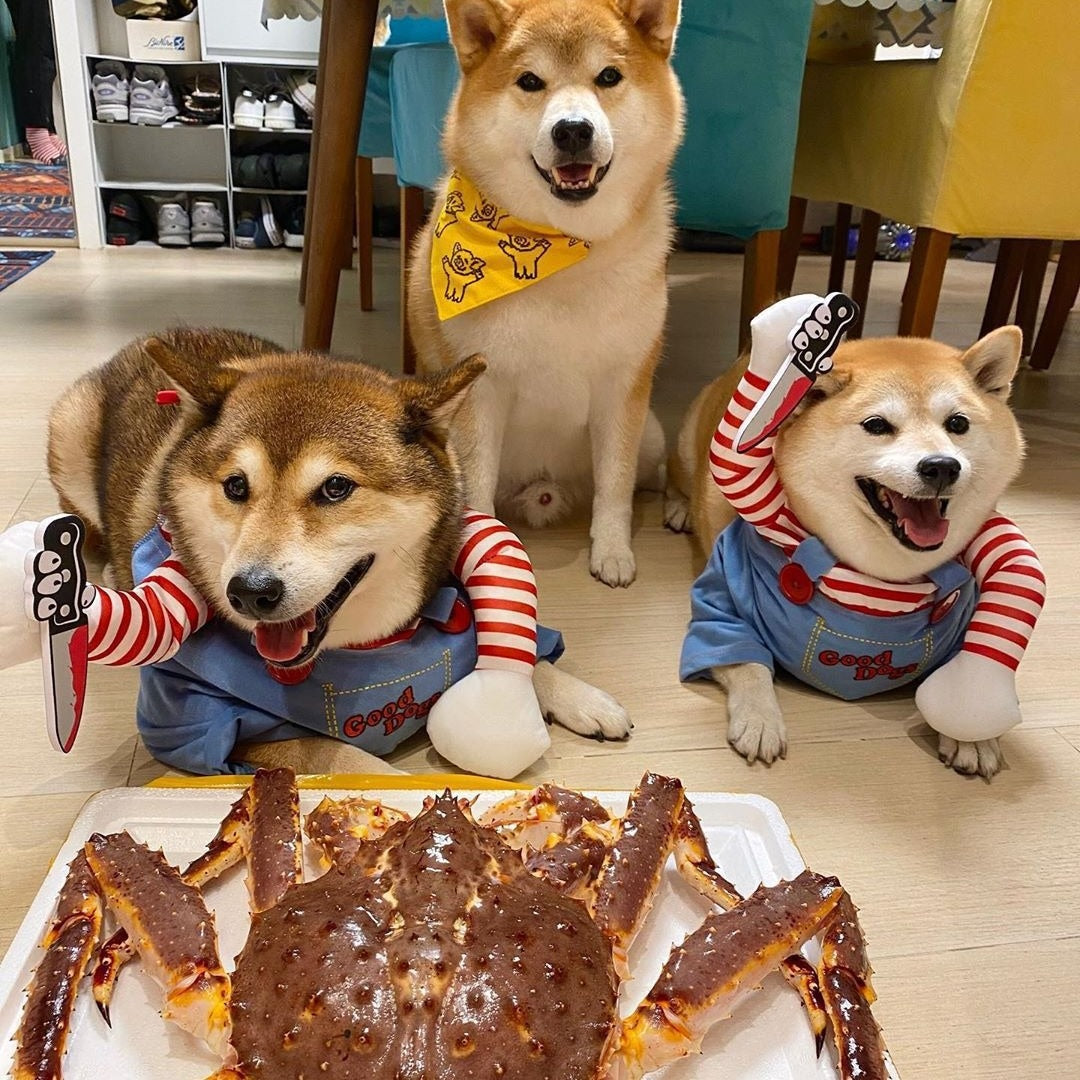 Seasonal Pet Costume & Clothing Set